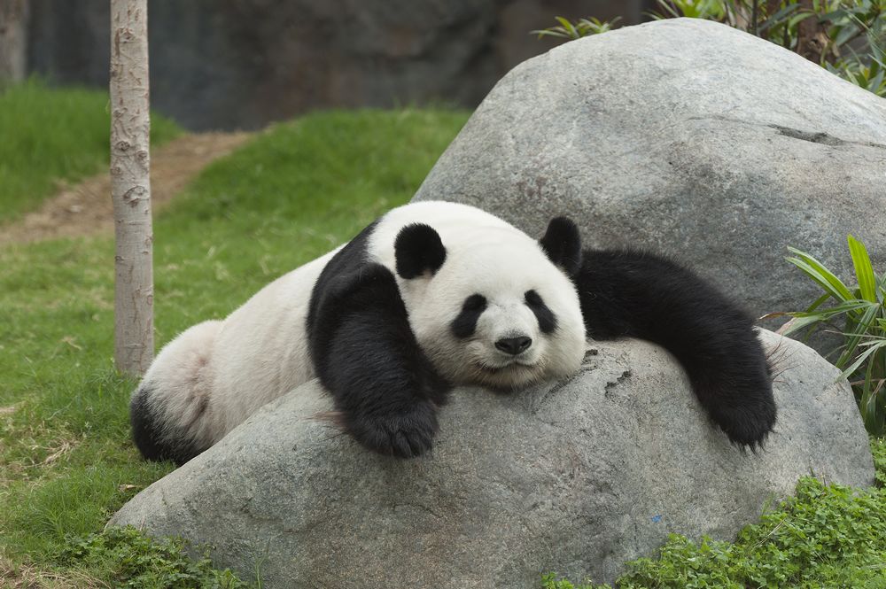 Il panda mentre dorme