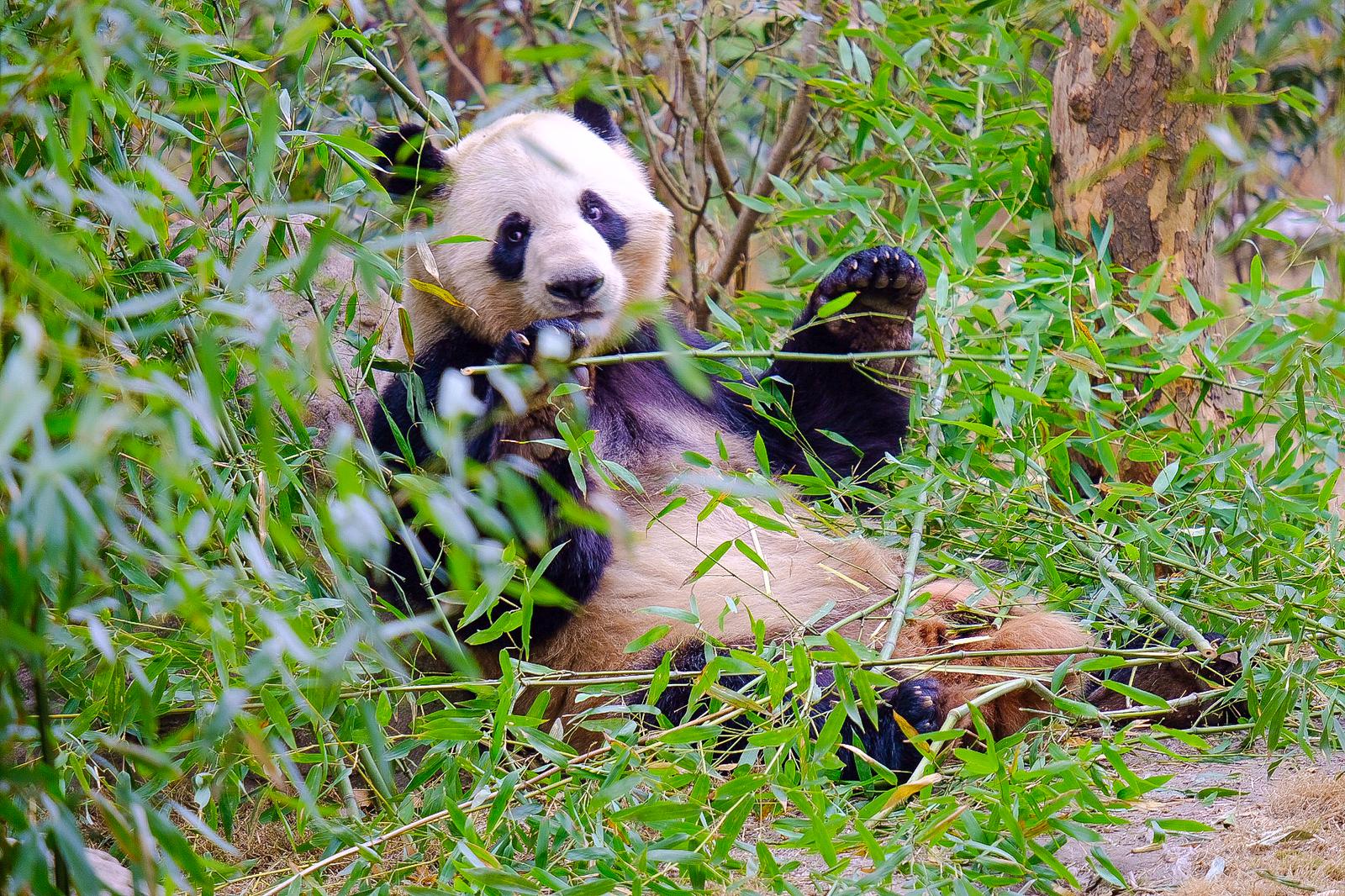 Panda Tour Utat Viaggi